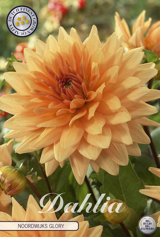 Dahlia Noordwijks Glory