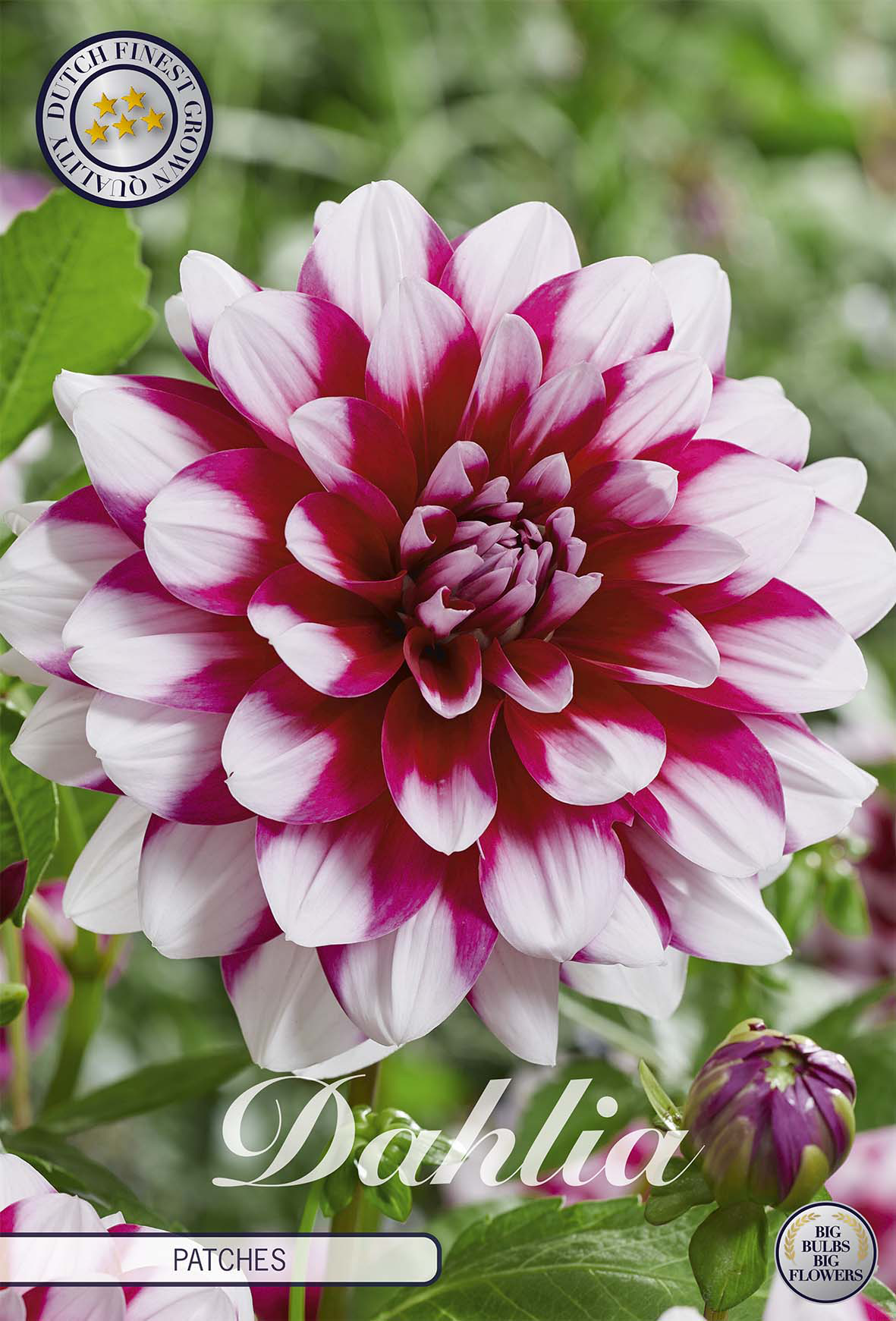 Dahlia Patches