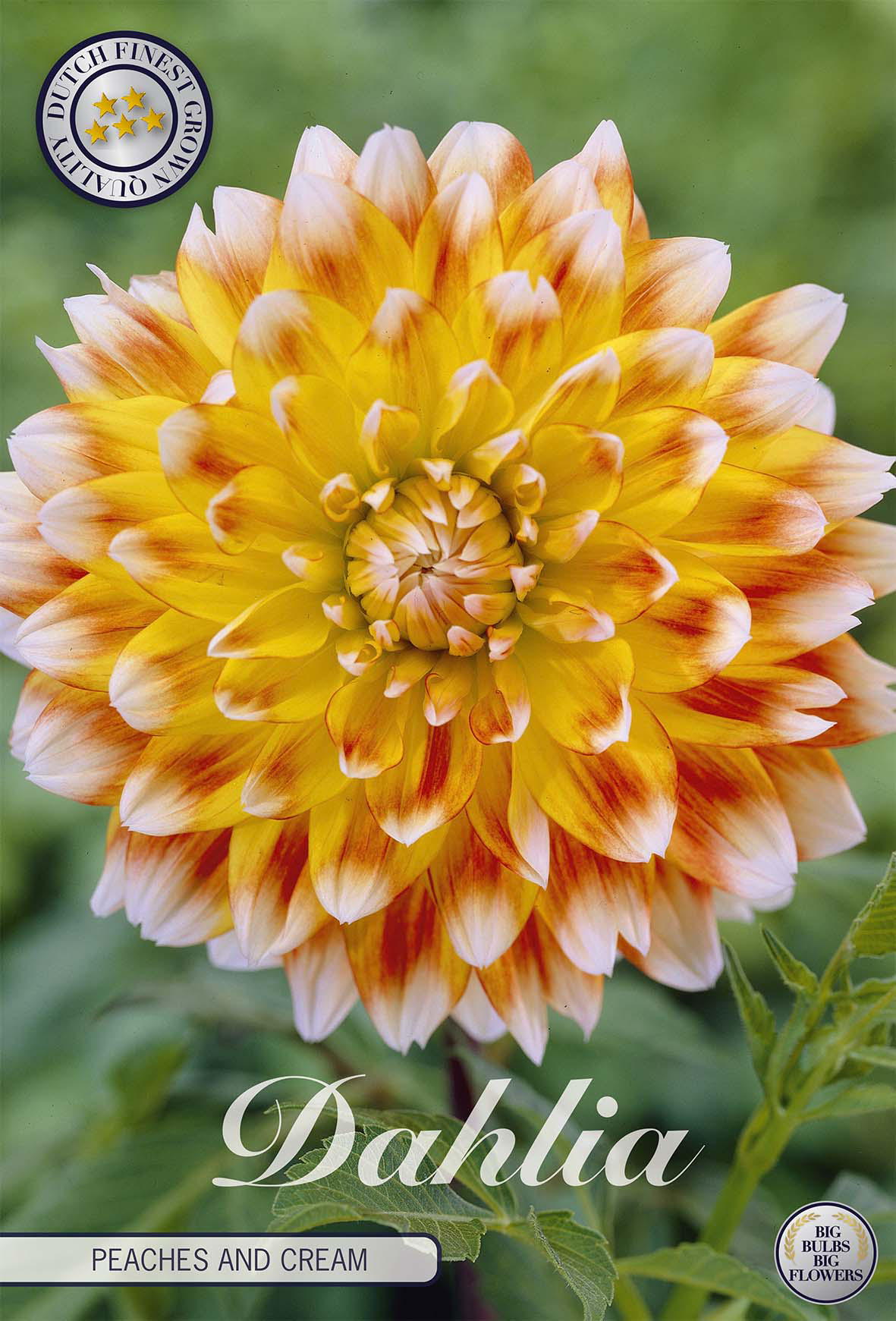 Dahlia Peaches and Cream