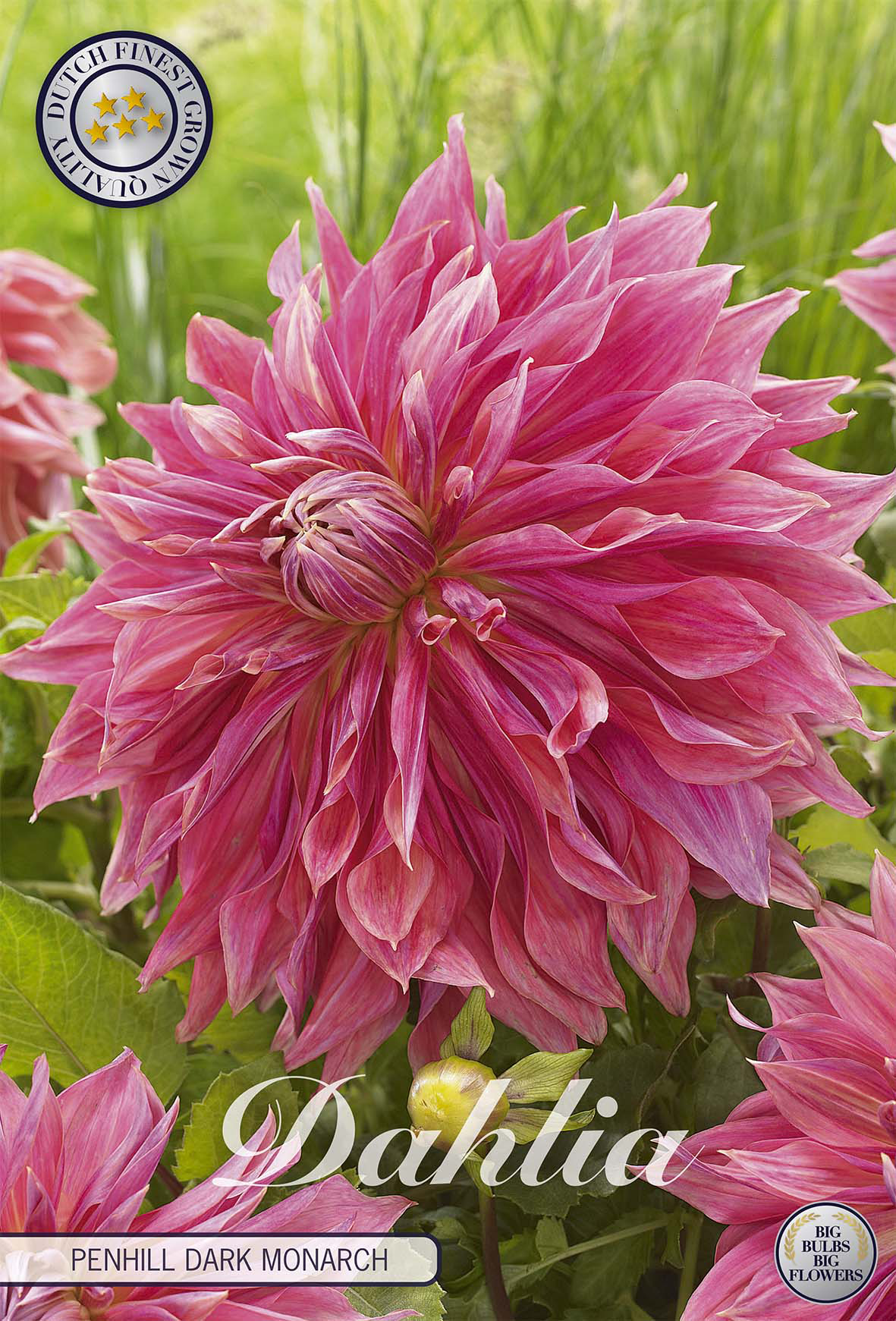 Dahlia Penhill Dark Monarch