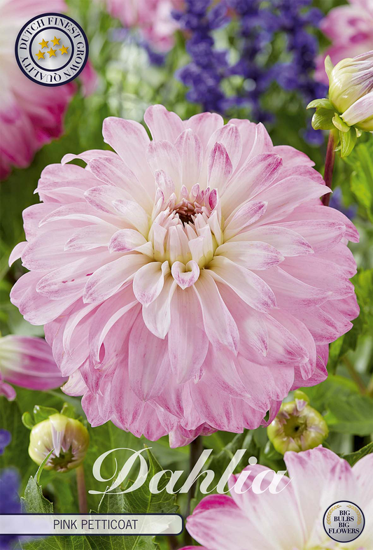 Dahlia Pink Petticoat