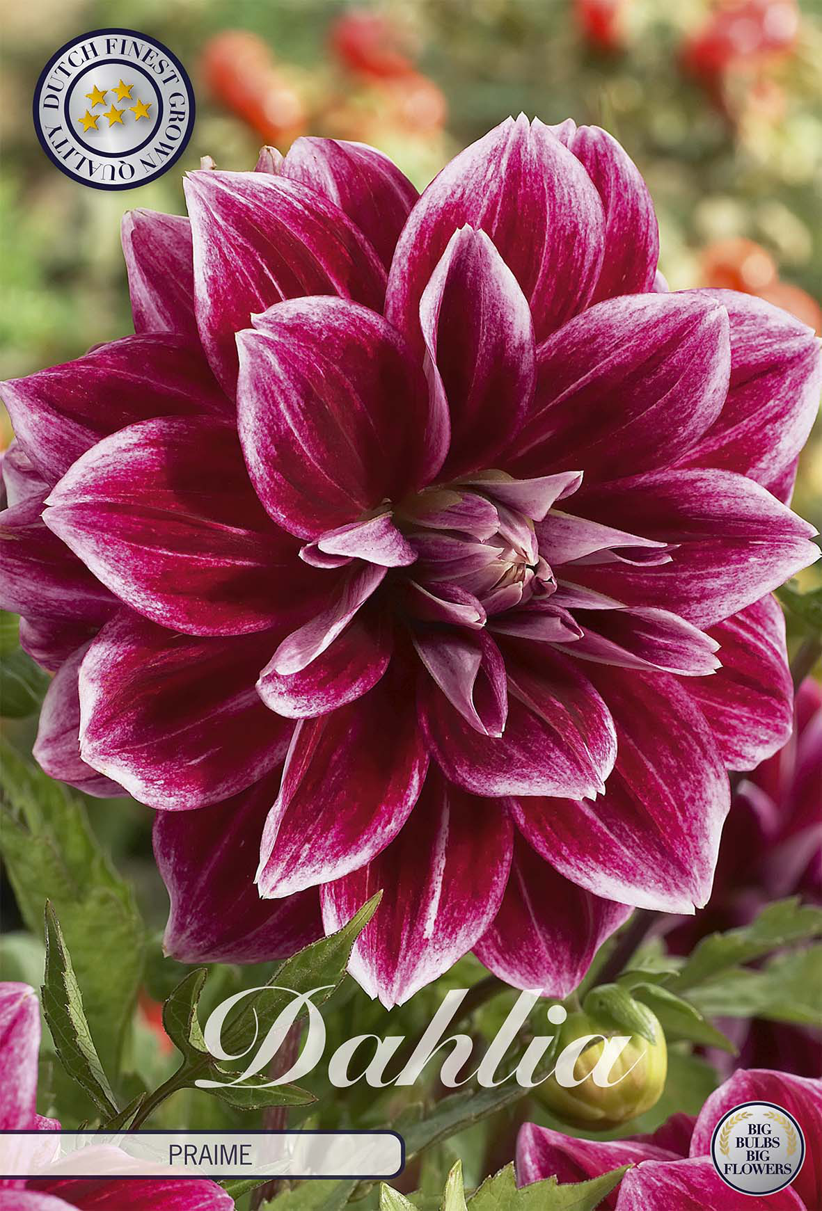Dahlia Praime