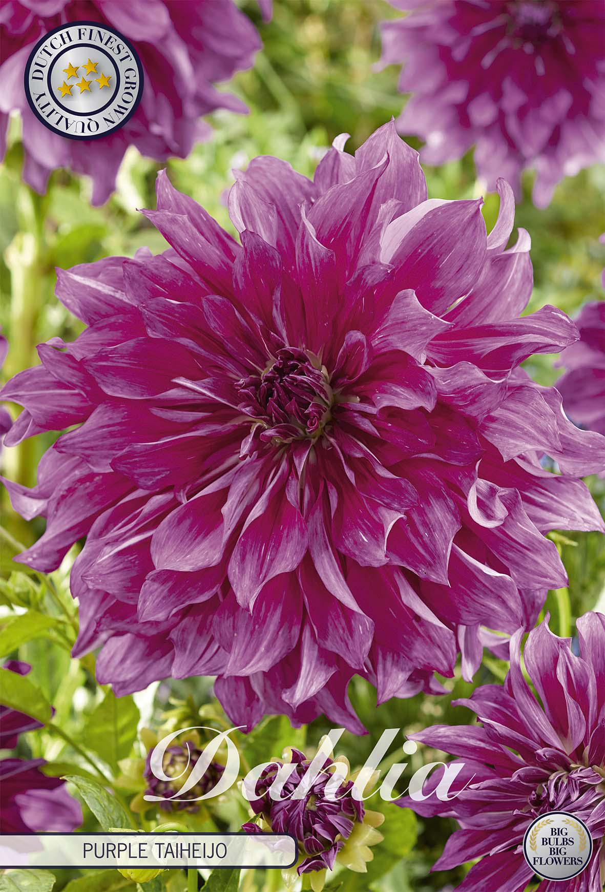 Dahlia Purple Taiheijo