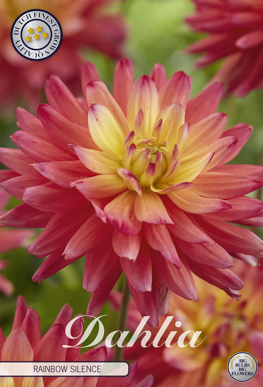 Dahlia Rainbow Silence