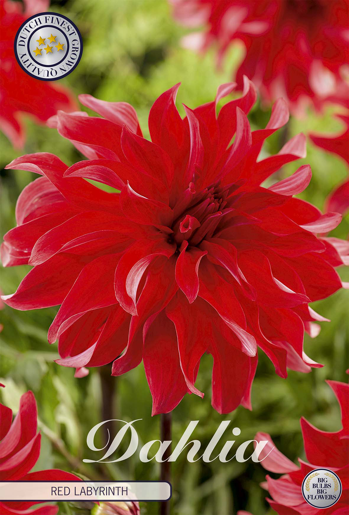 Dahlia Red Labyrinth