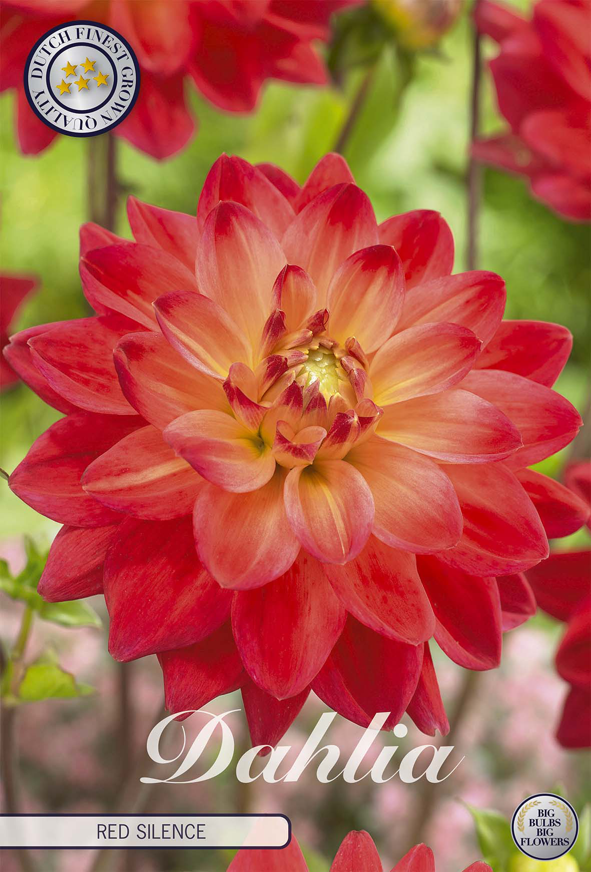 Dahlia Red Silence