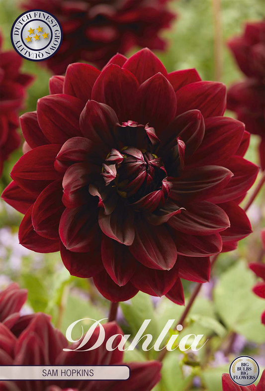 Dahlia Sam Hopkins