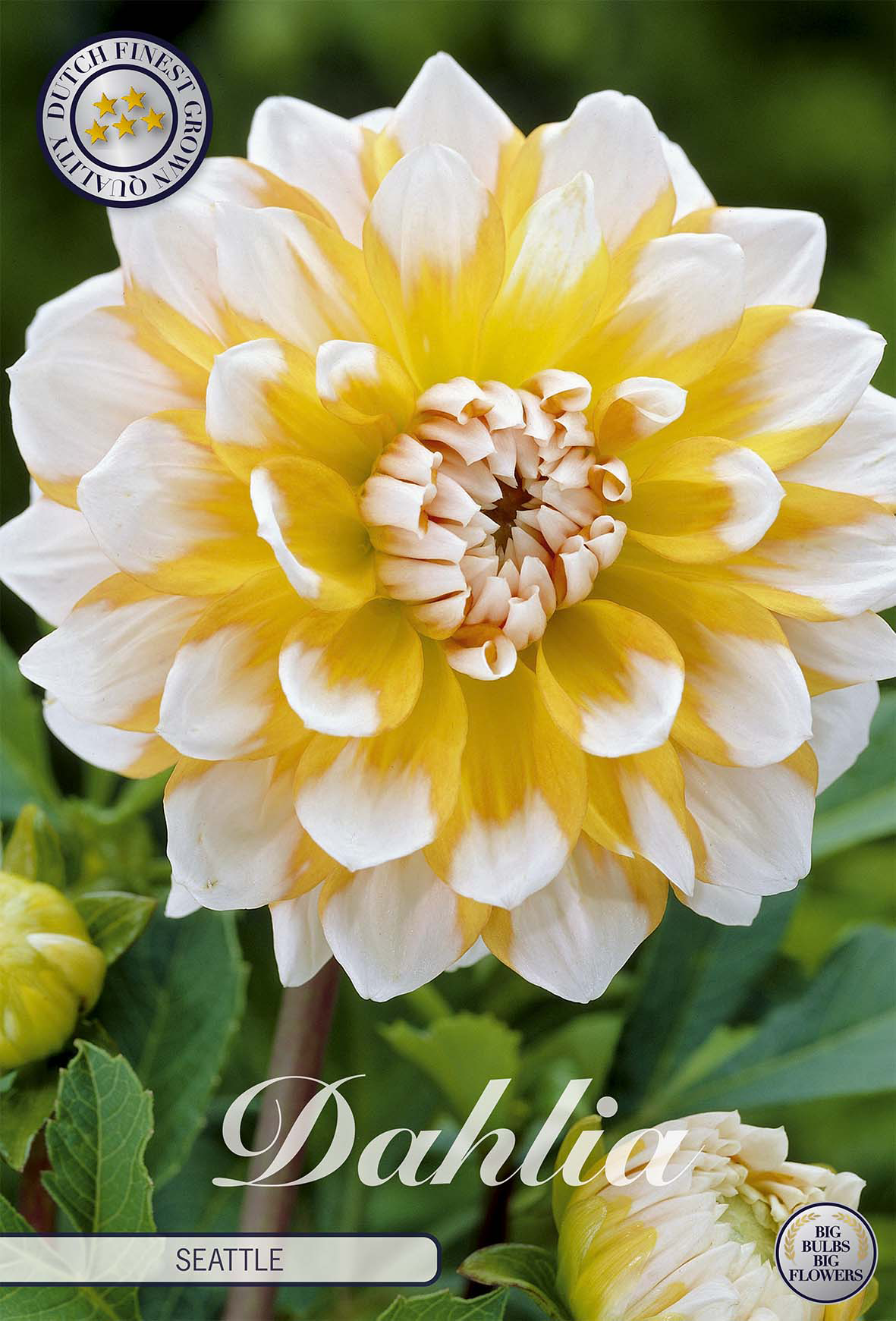Dahlia Seattle