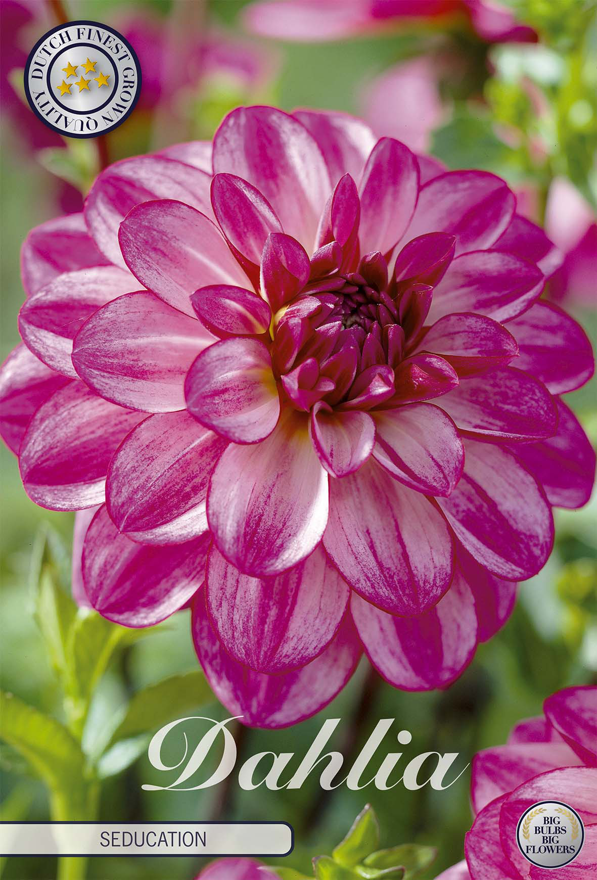 Dahlia Seduction