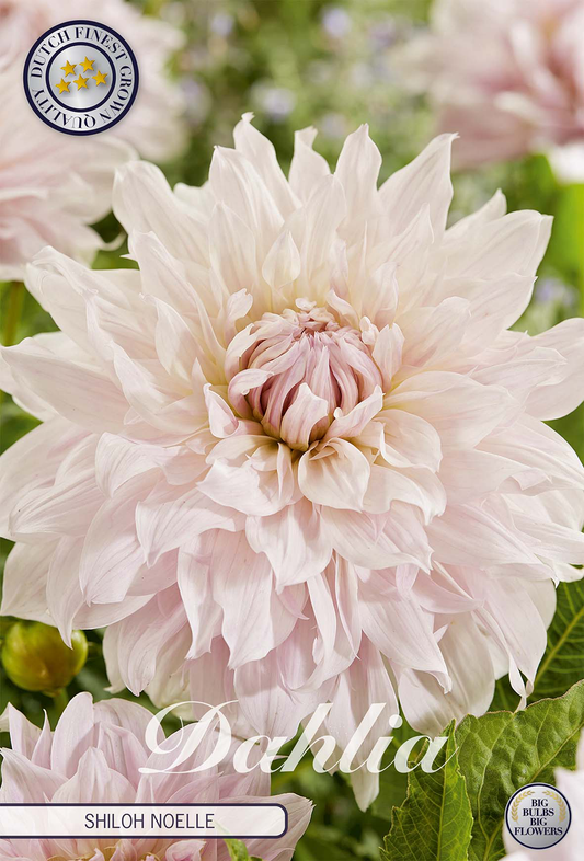 Dahlia Shiloh Noelle