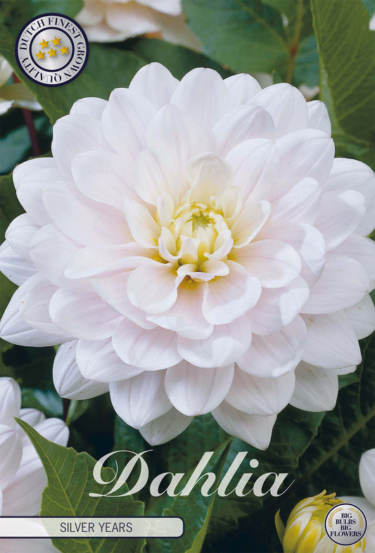 Dahlia Silver Years