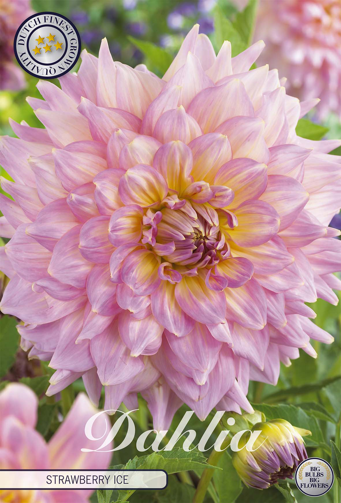 Dahlia Strawberry Ice