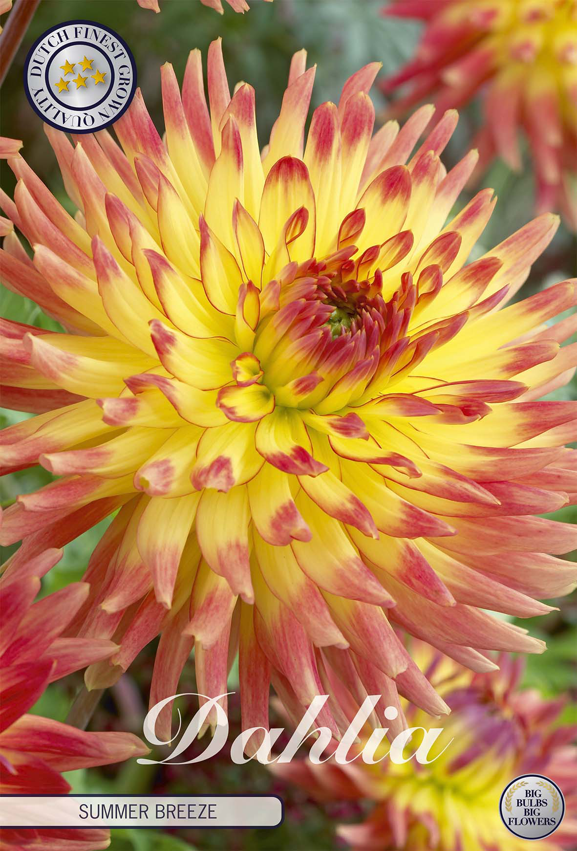 Dahlia Summer Breeze
