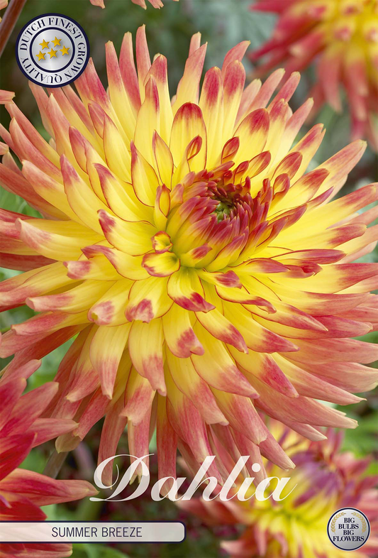 Dahlia Summer Breeze