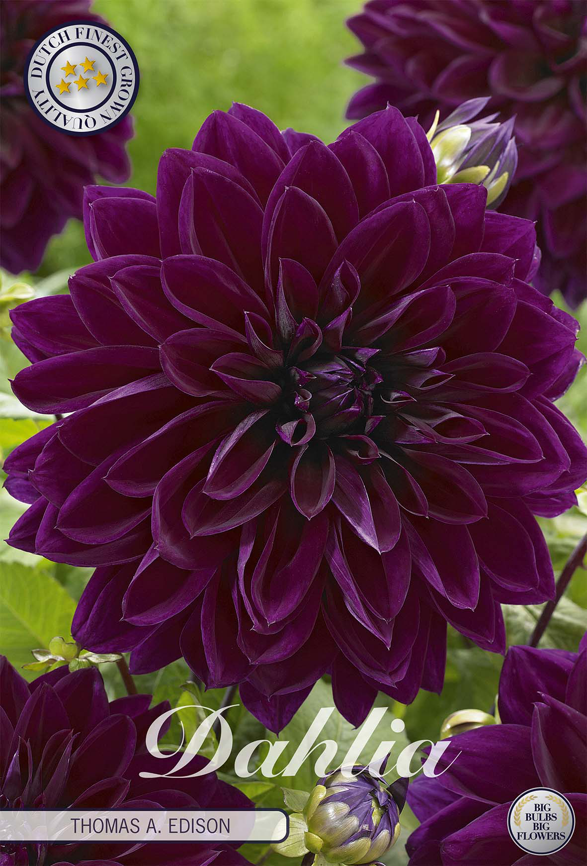 Dahlia Thomas A Edison