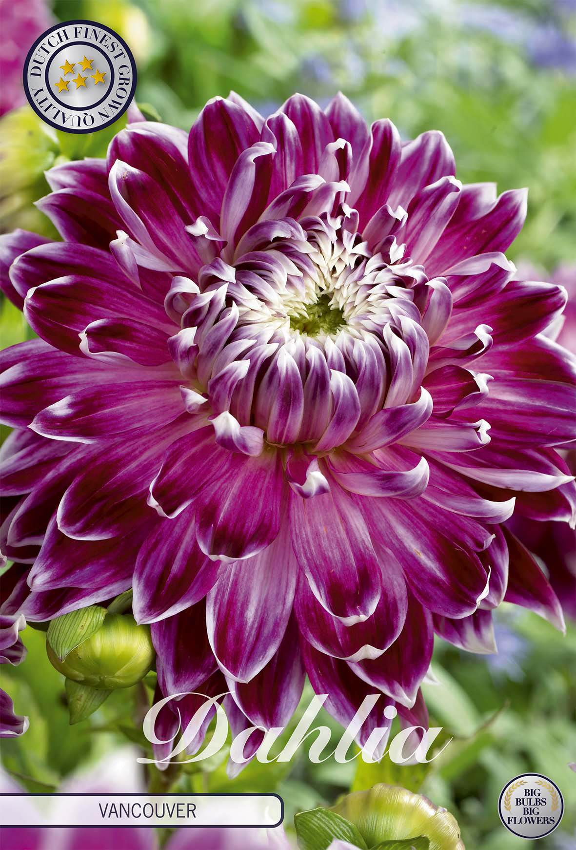 Dahlia Vancouver