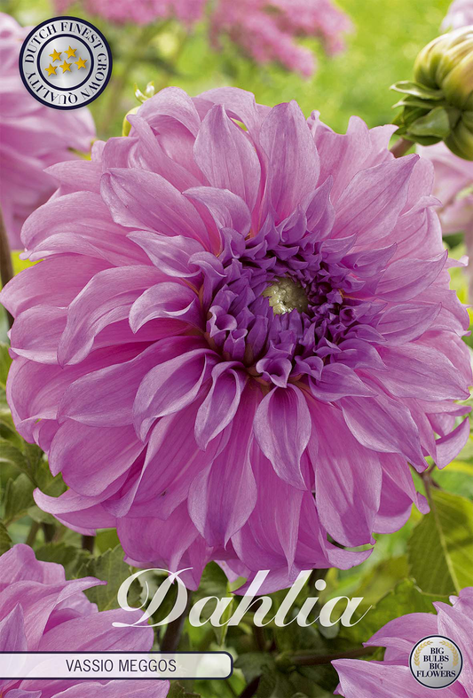 Dahlia Vassio Meggos