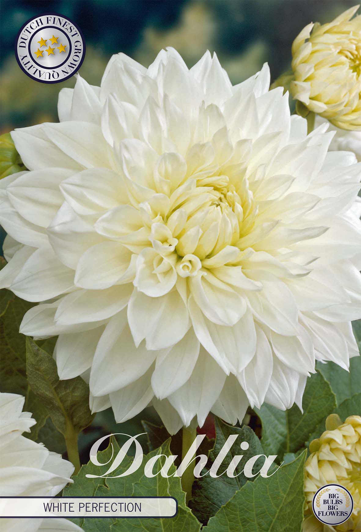 Dahlia White Perfection