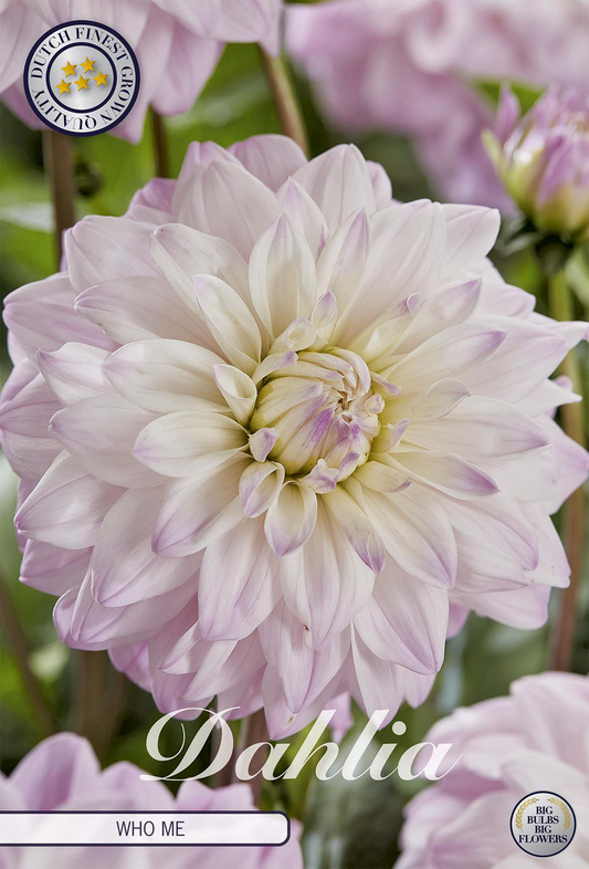Dahlia Who Me