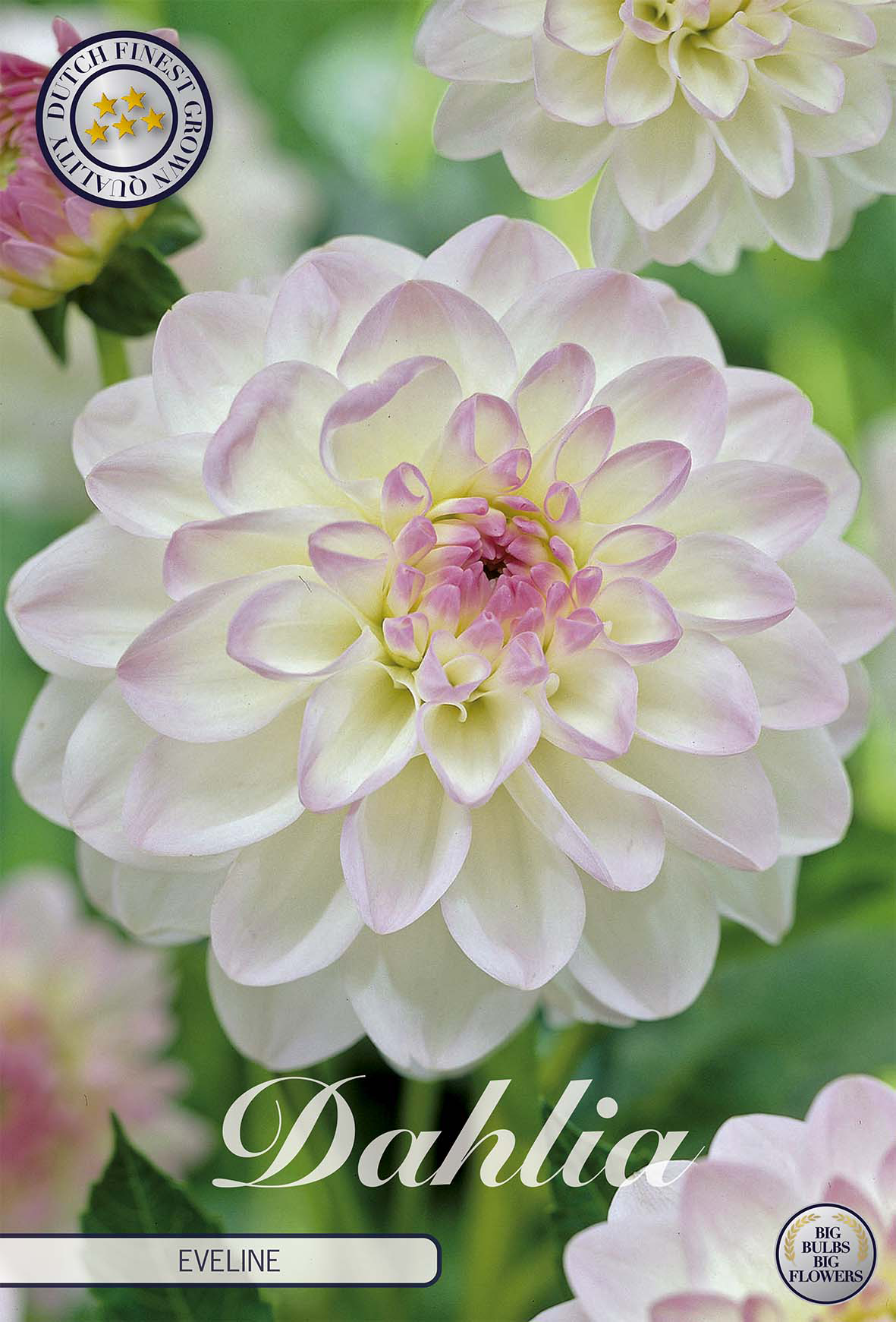 Dahlia Eveline