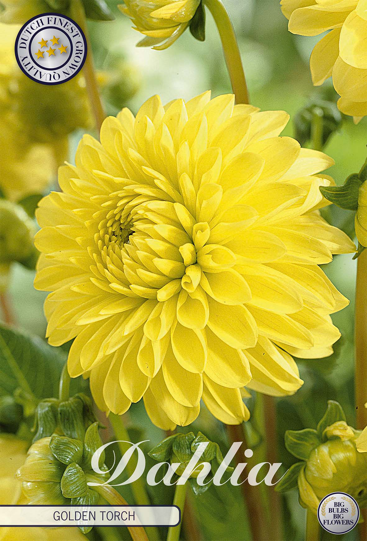 Dahlia Golden Torch