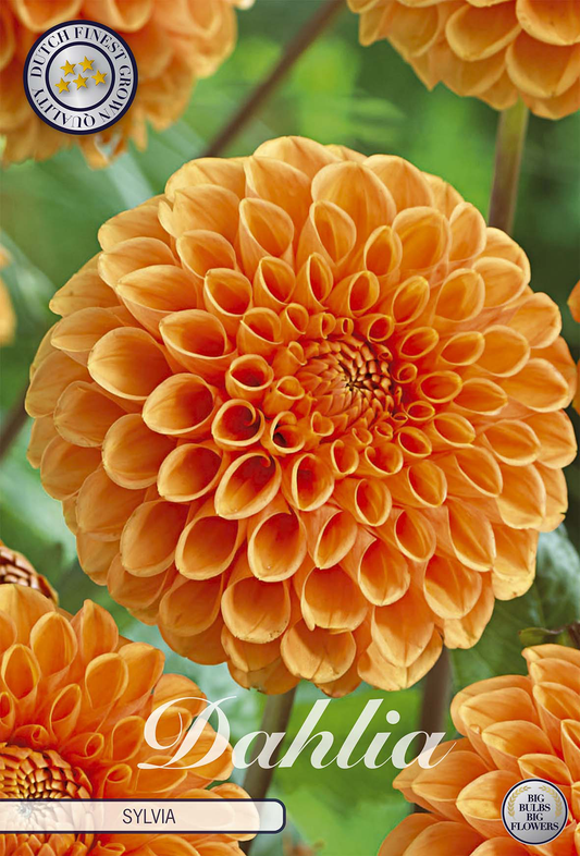 Dahlia Sylvia