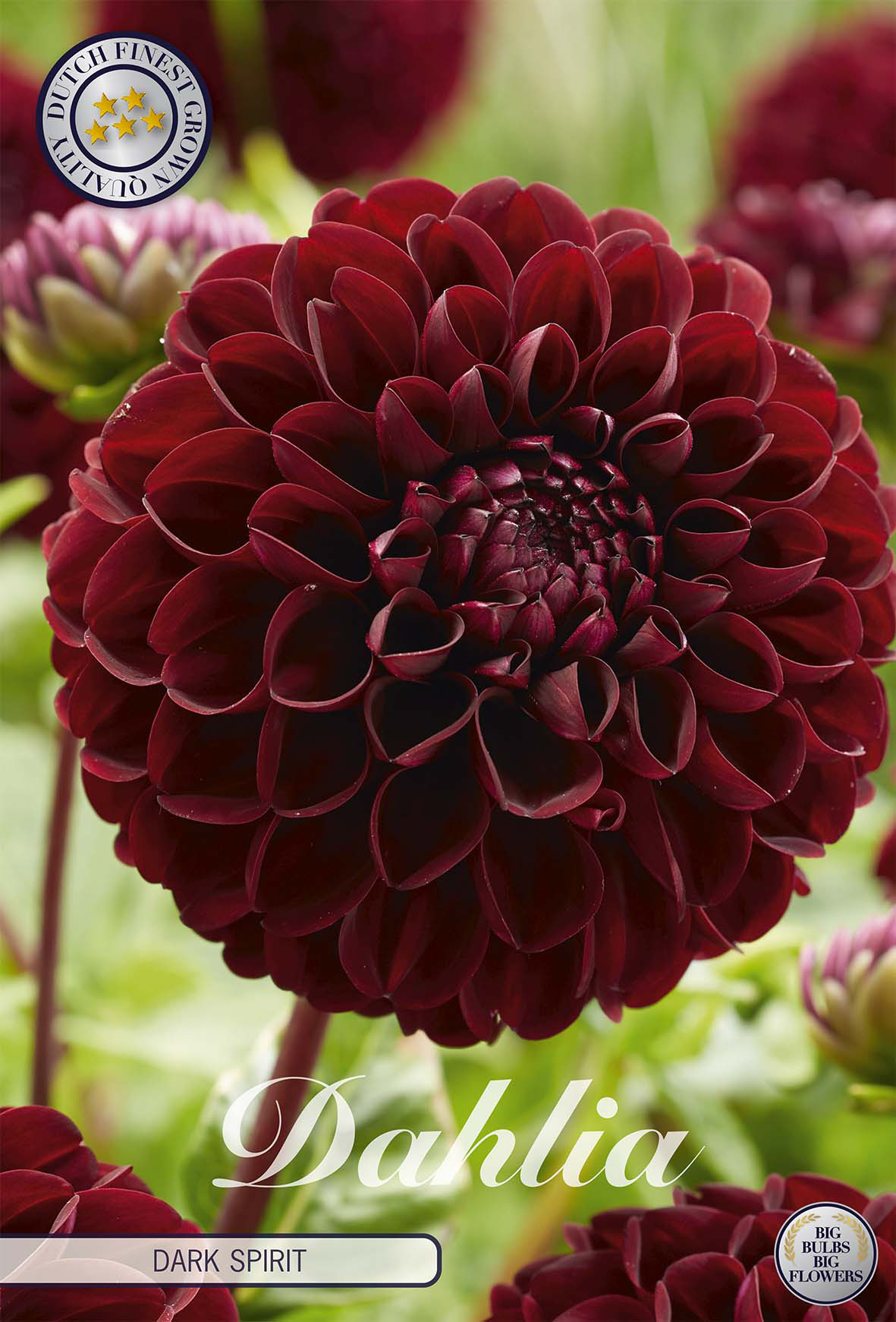 Dahlia Dark Spirit