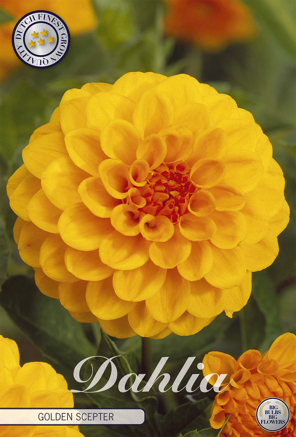 Dahlia Golden Scepter