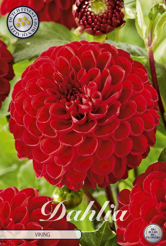 Dahlia Viking