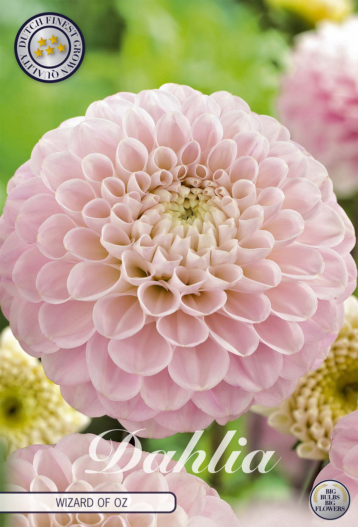 Dahlia Wizard of Oz
