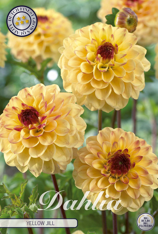Dahlia Yellow Jill