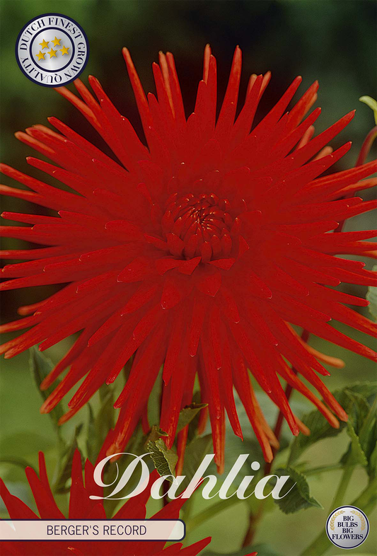 Dahlia Bergers Record