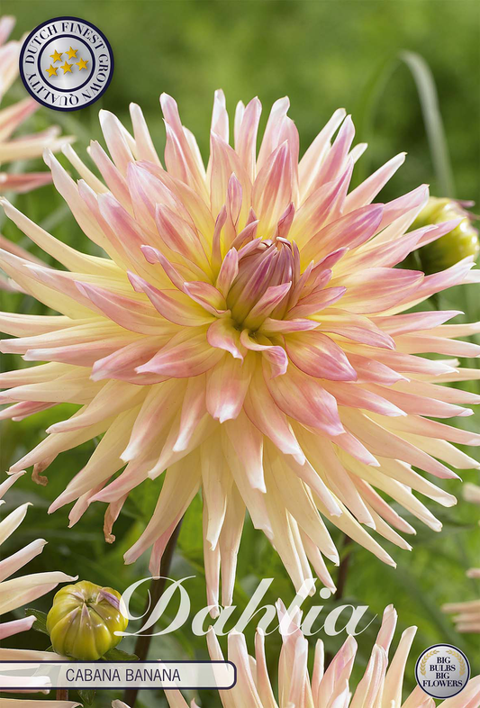 Dahlia Cabana Banana