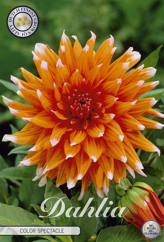 Dahlia Color Spectacle