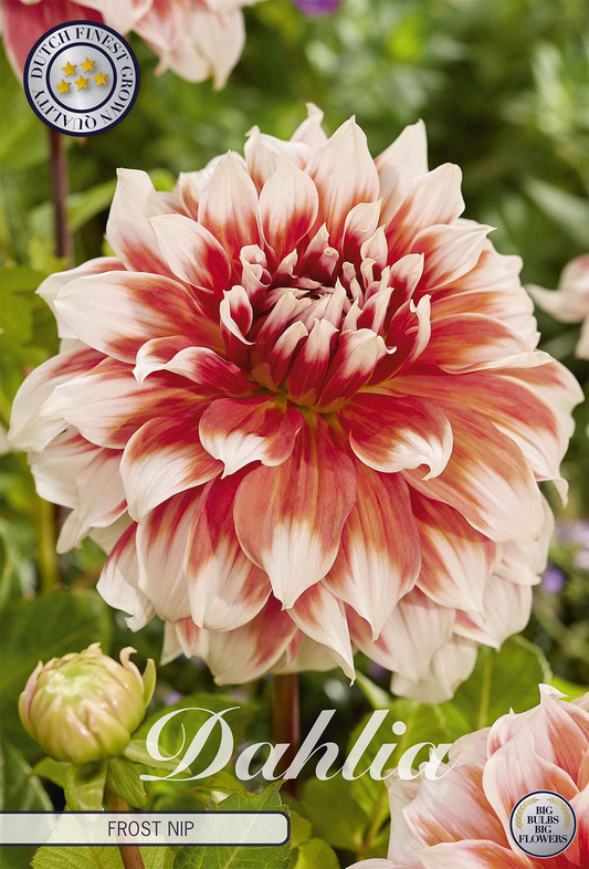 Dahlia Frost Nip