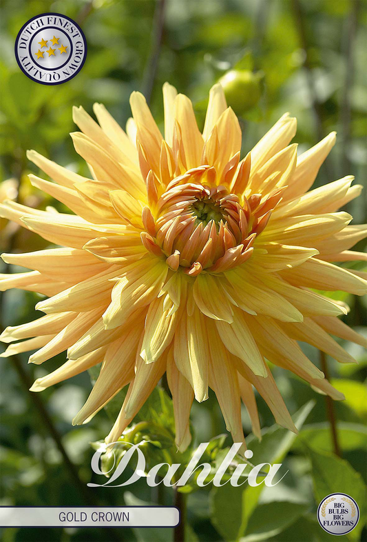 Dahlia Gold Crown