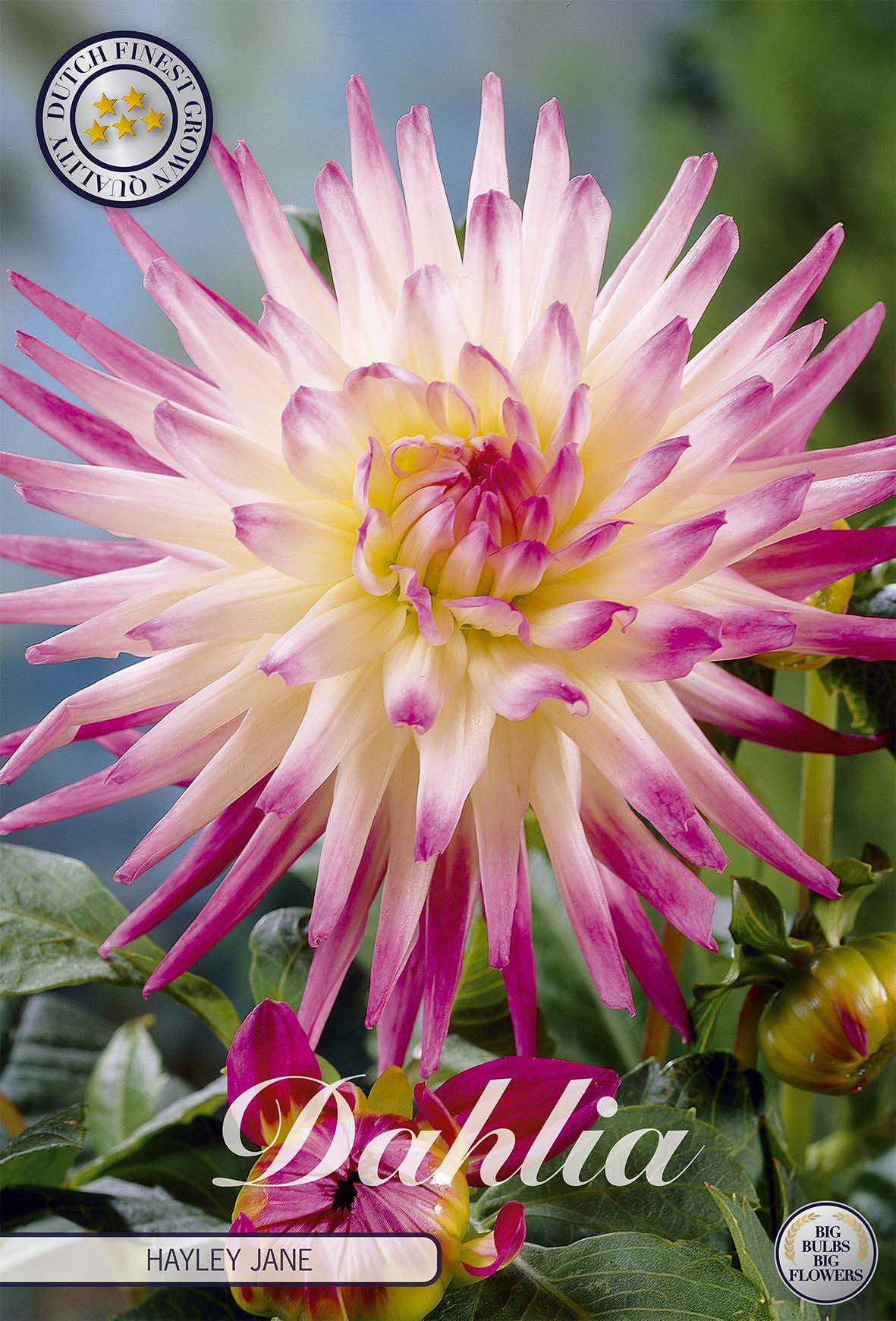 Dahlia Hayley Jane