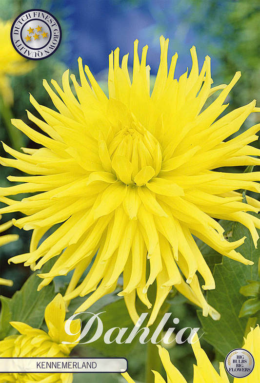 Dahlia Kennemerland