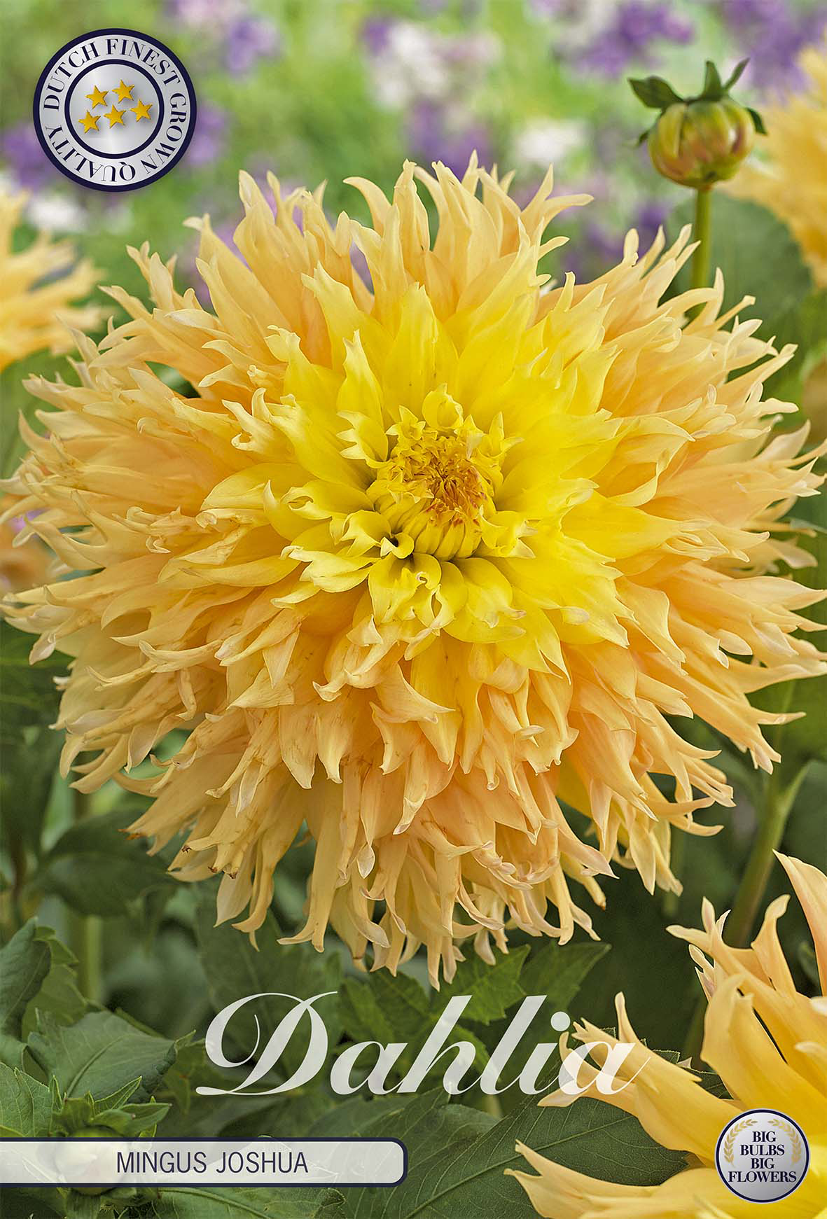 Dahlia Mingus Joshua