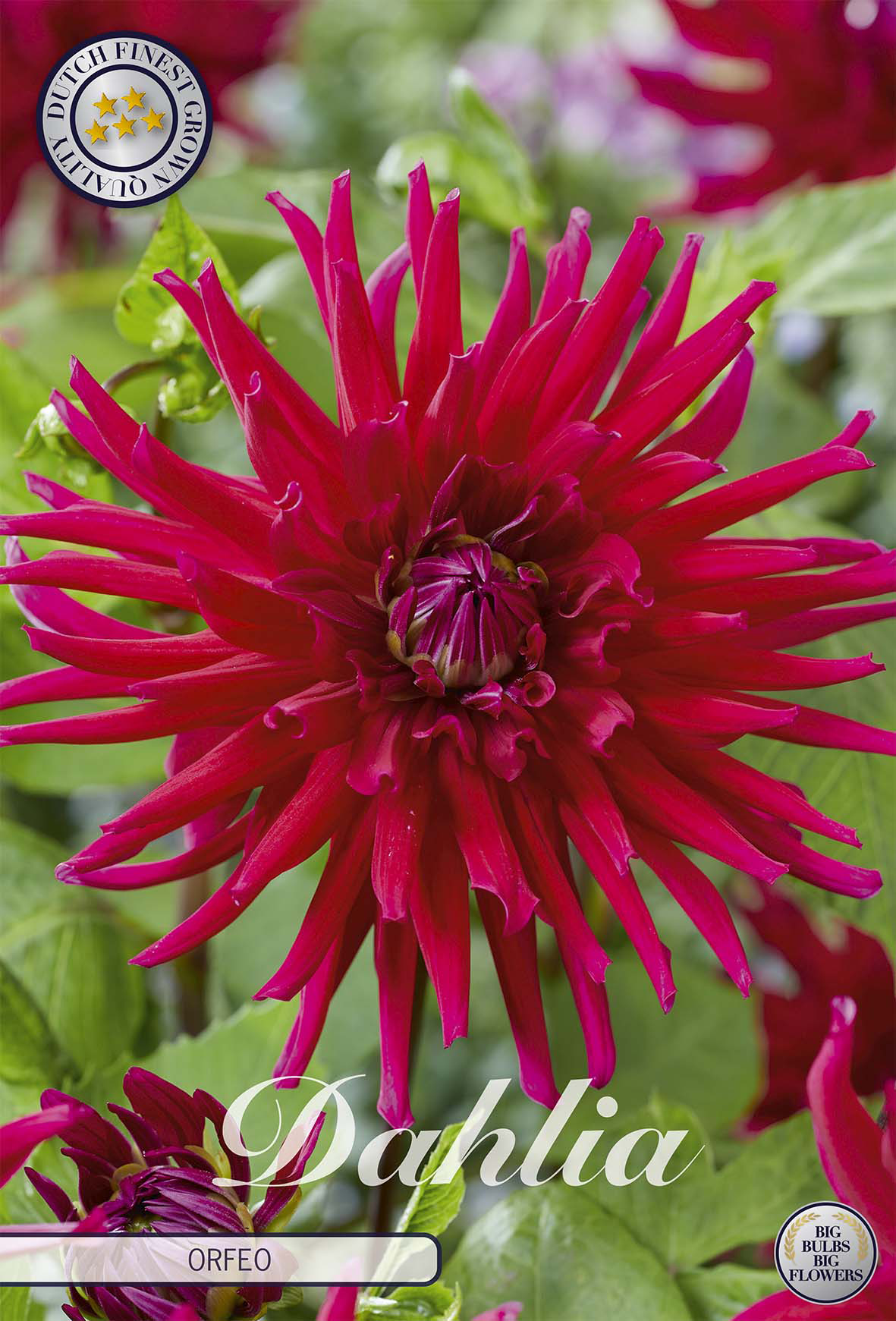 Dahlia Orfeo