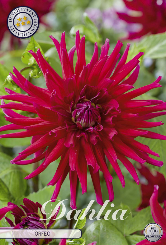 Dahlia Orfeo