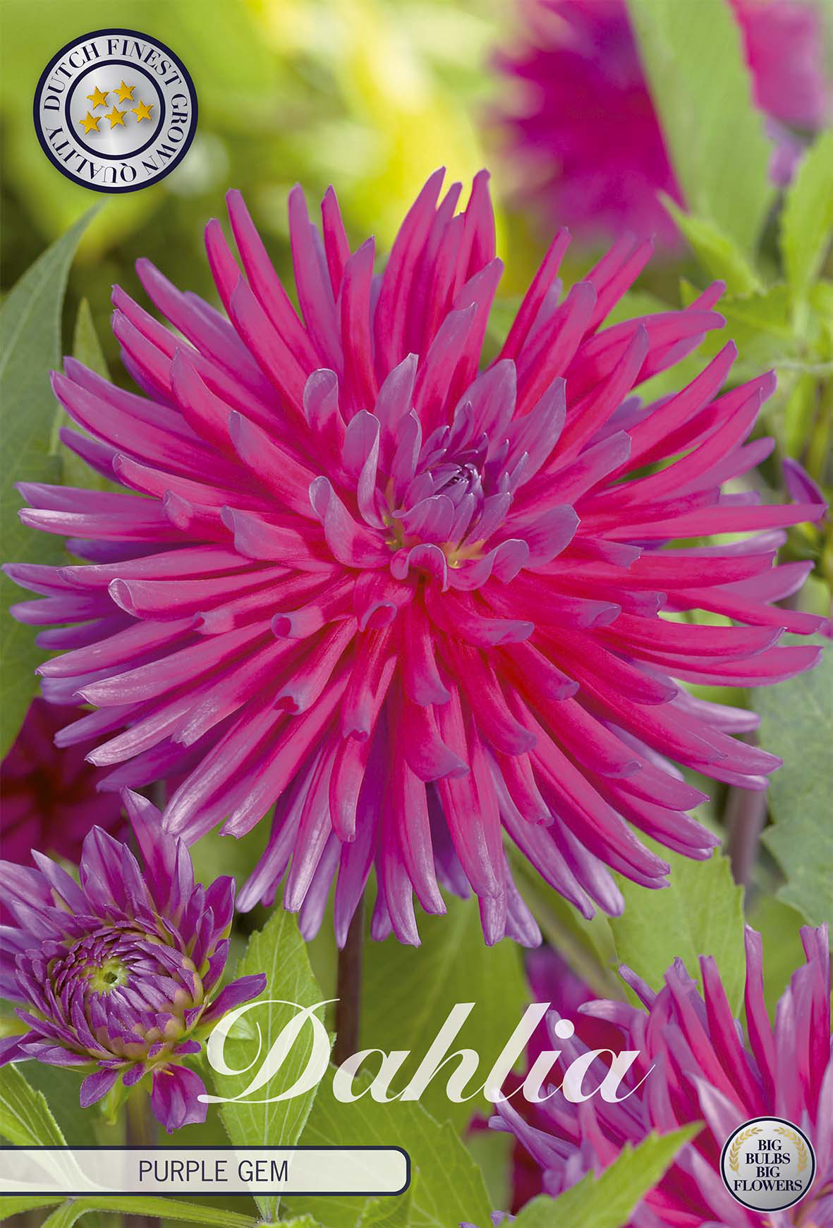 Dahlia Purple Gem