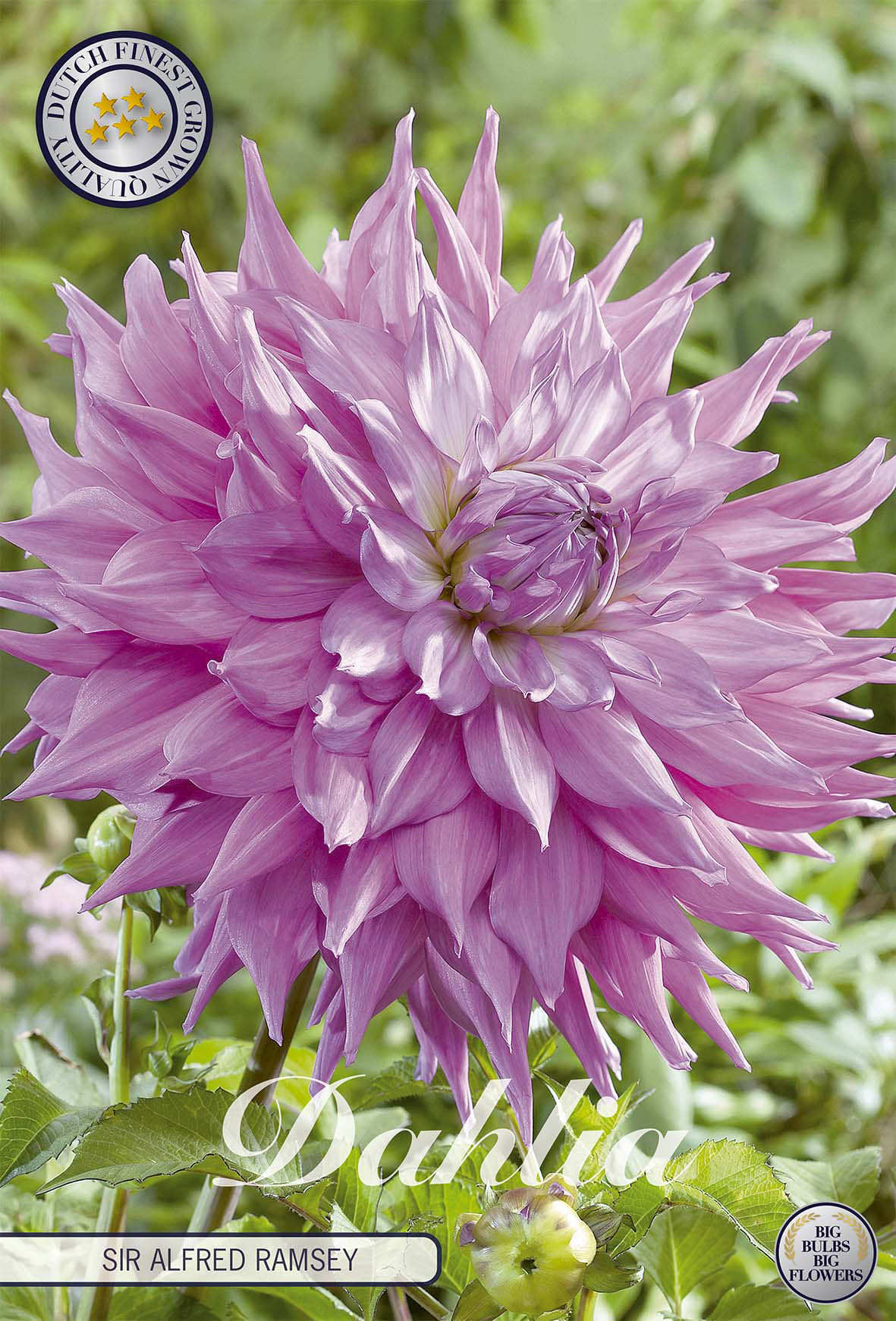 Dahlia Sir Alfred Ramsey