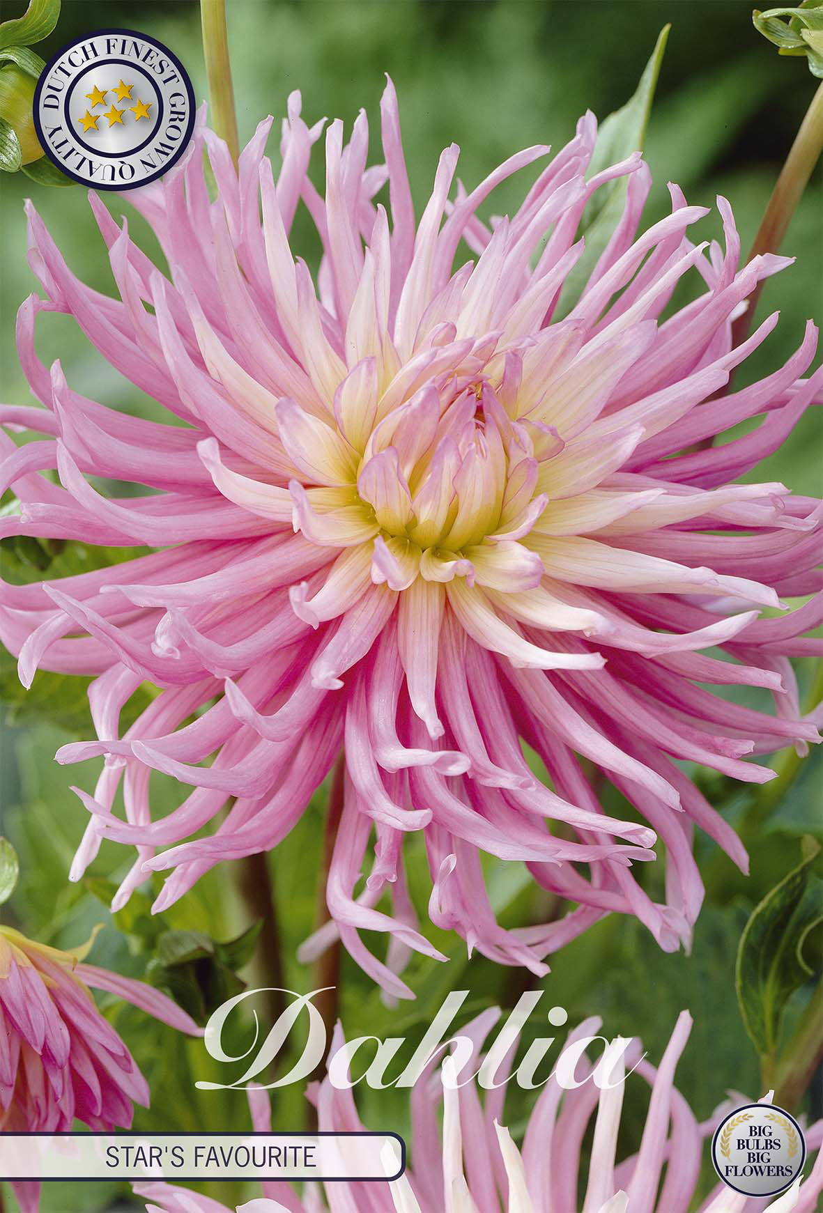 Dahlia Stars Favourite