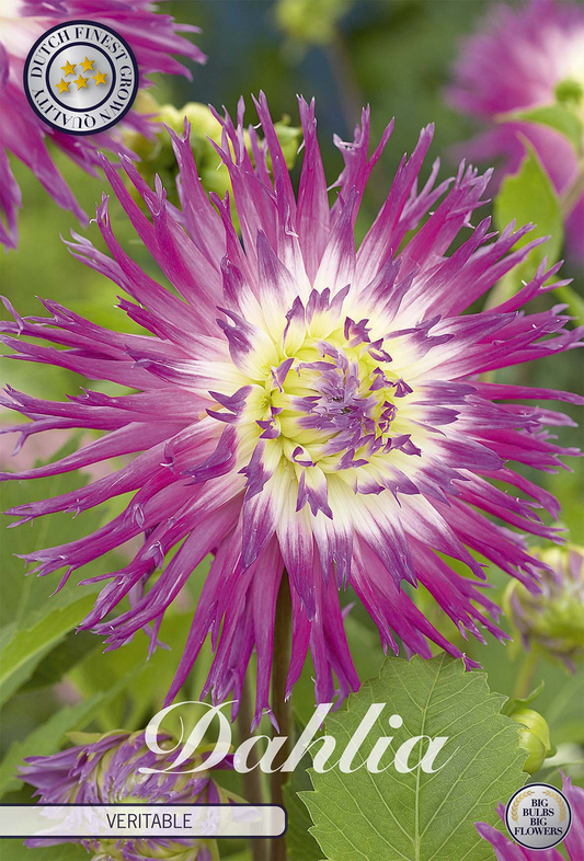Dahlia Veritable