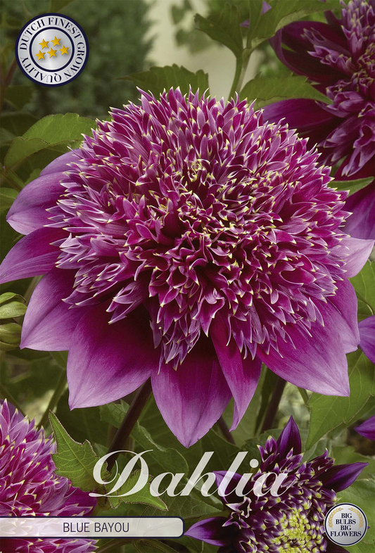 Dahlia Blue Bayou