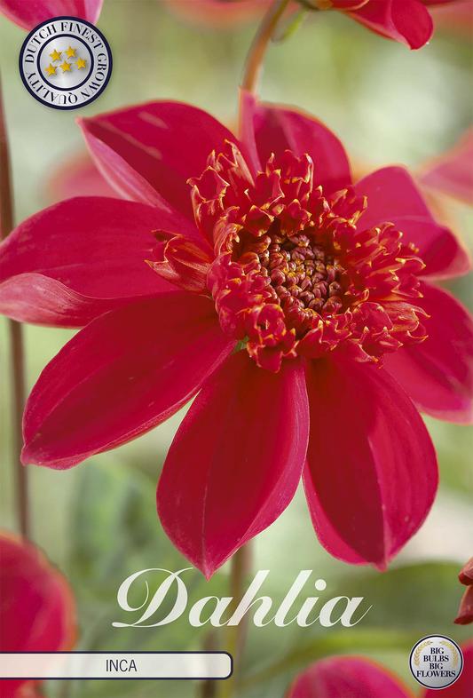 Dahlia Inca