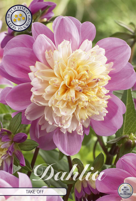Dahlia Take Off