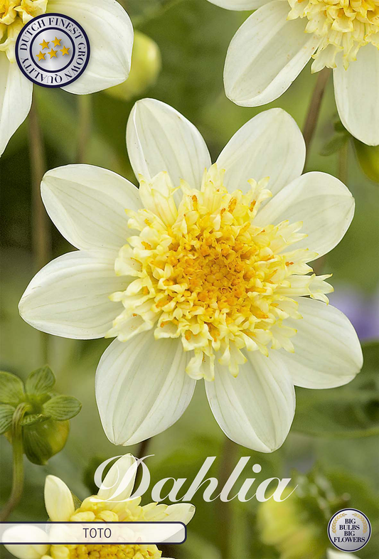 Dahlia Toto
