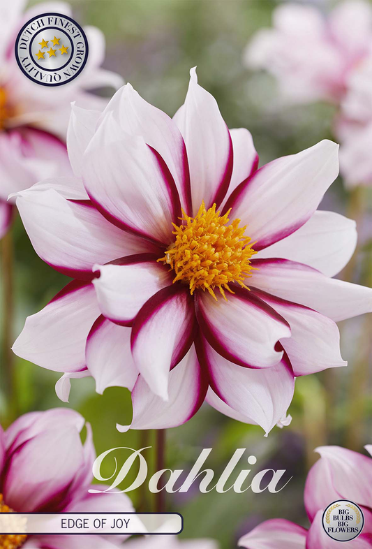Dahlia Edge of Joy